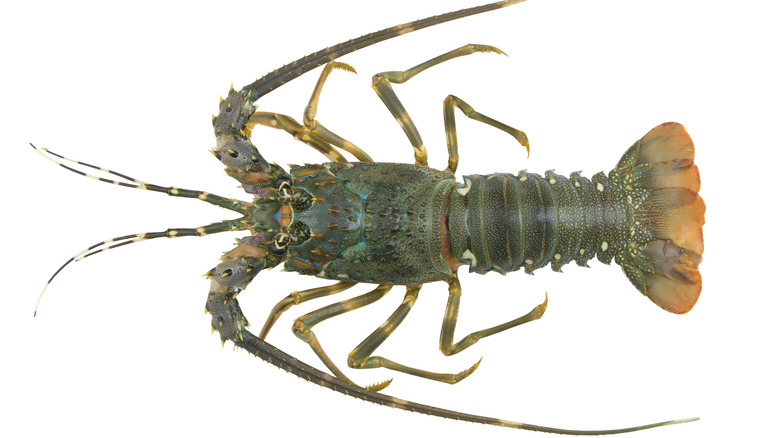 Australian Eastern Rock Lobster