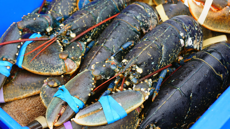 blue european lobster