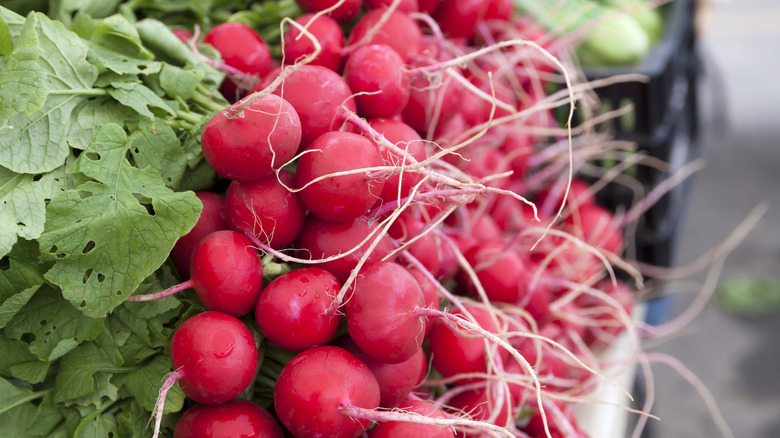 freshly-picked red radishes