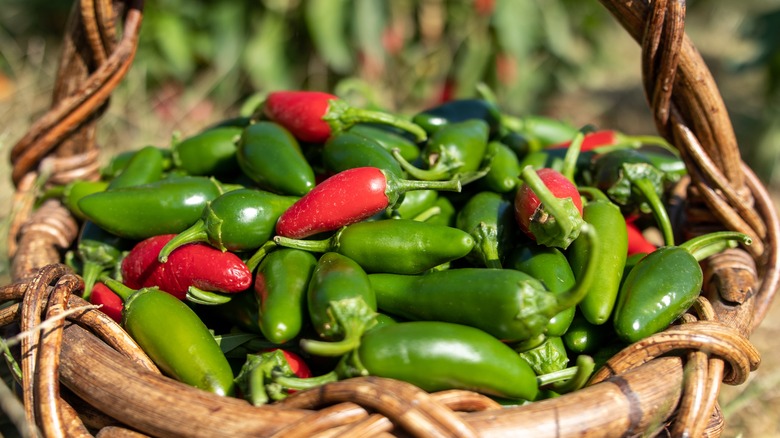  red and green jalapeño peppers