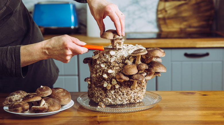 cutting shiitake Mushrooms