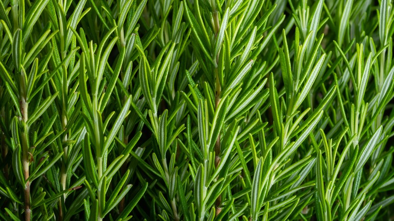 Fresh rosemary detail