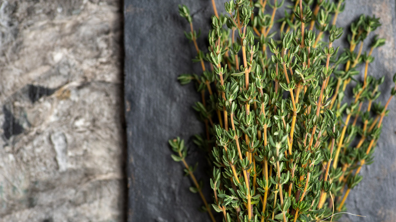 Thyme sprigs on slate