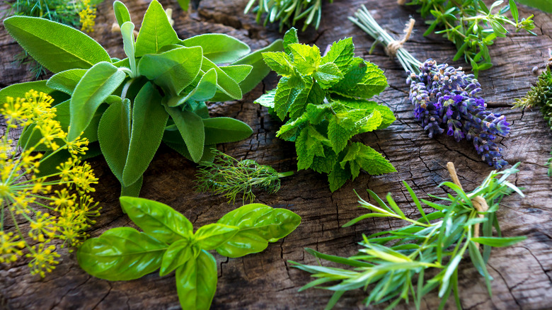 fresh herbs on wooden background