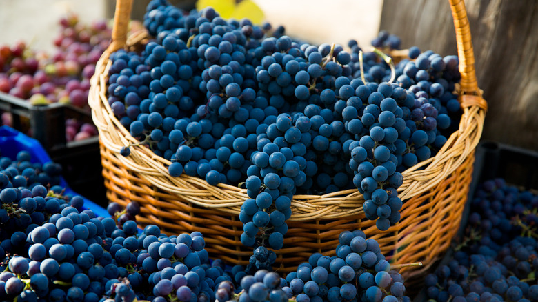 pinot noir grapes in a basket