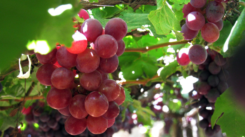 Red Globe grapes on a vine