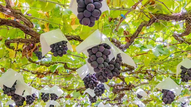 Kyoho grapes on a vine protected from the weather