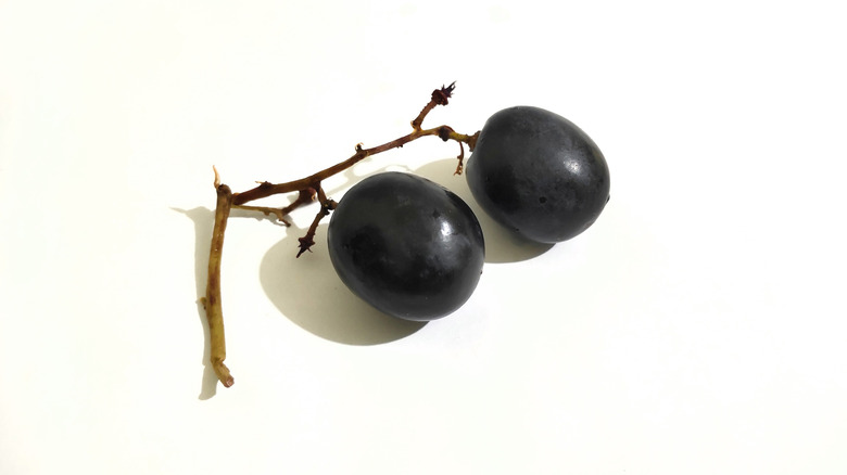 Sweet Jubilee grapes on a white background