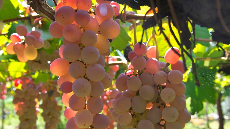 Koshu grapes ready for harvest