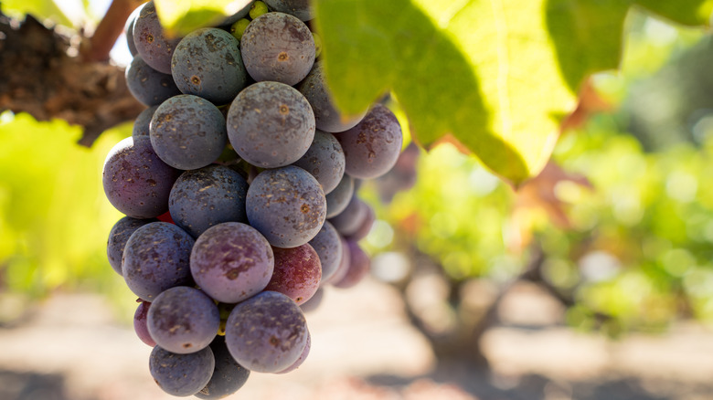 Bunch of Zinfandel grapes on a vine