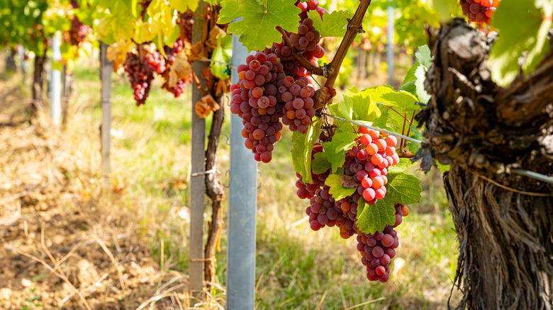 Ripening Gewürztraminer grapes in Alsace