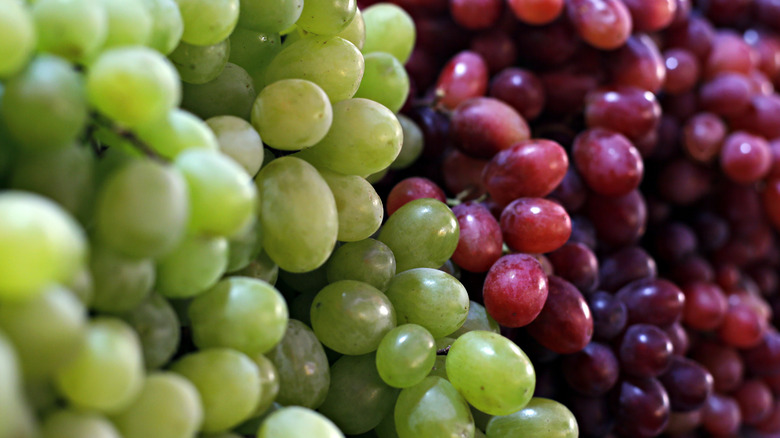 17 Different Types Of Grapes Explained | eduaspirant.com