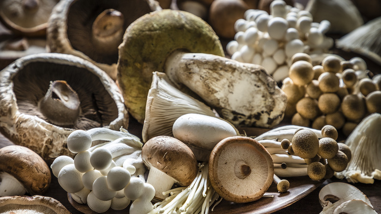 Variety of mixed raw mushrooms