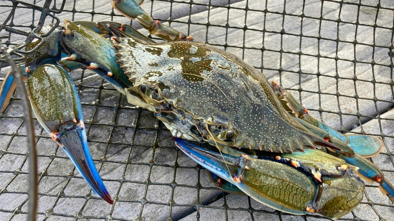 live blue crab in net