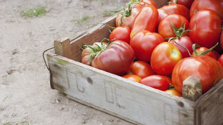 fresh picked Creole tomatoes