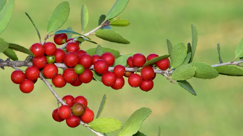 Yaupon holly bush