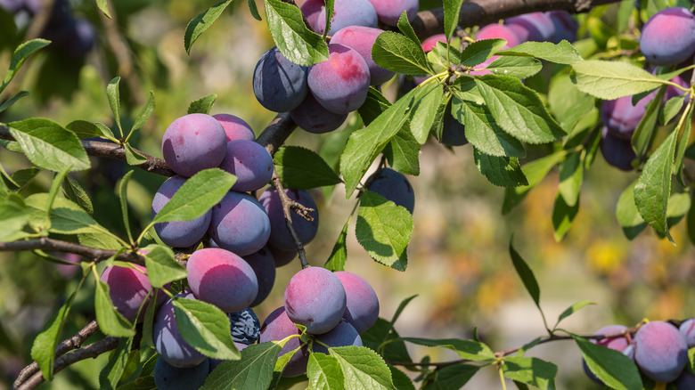 small purple plums on tree