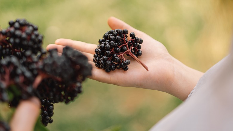 hand holding bunch of elderberries