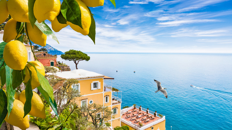 lemon tree on Amalfi coast