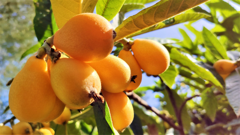 bunch of loquats on tree