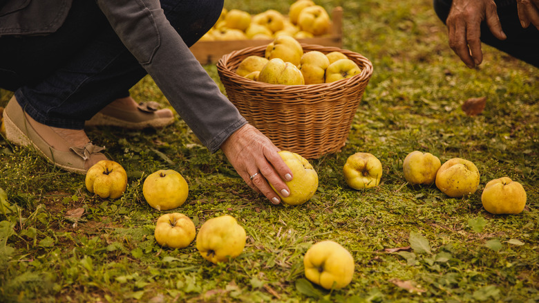 woman gathering fallen quinces