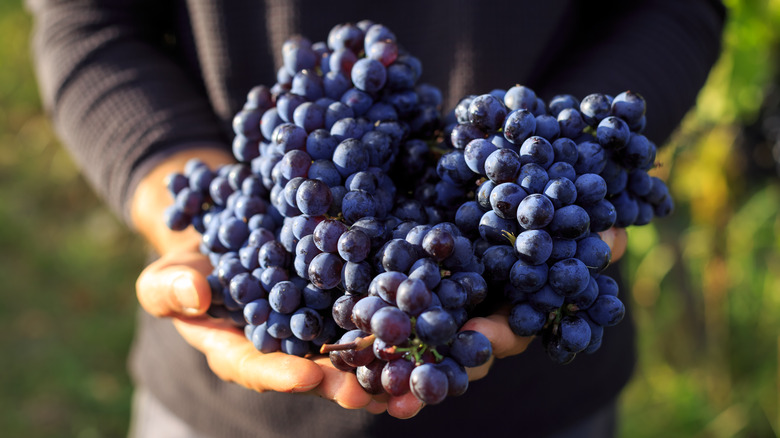 person holding black grape bunches