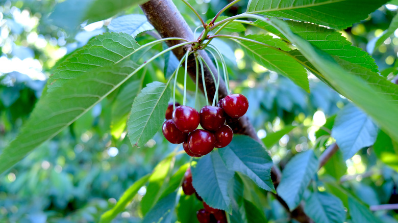 red cherries hanging from tree