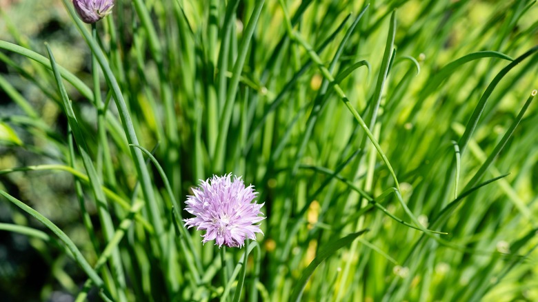 Chive blossom in a garden