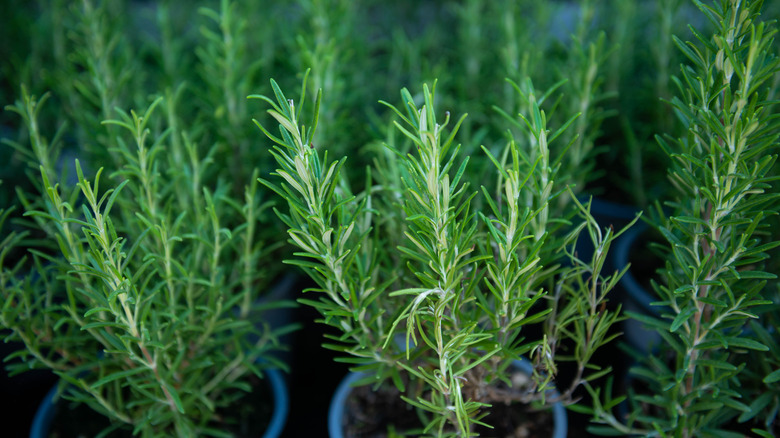 Rosemary plants in pots