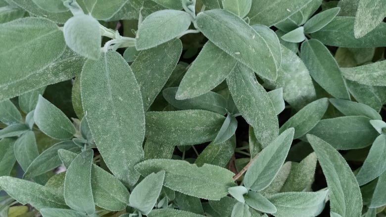 Fresh sage leaves