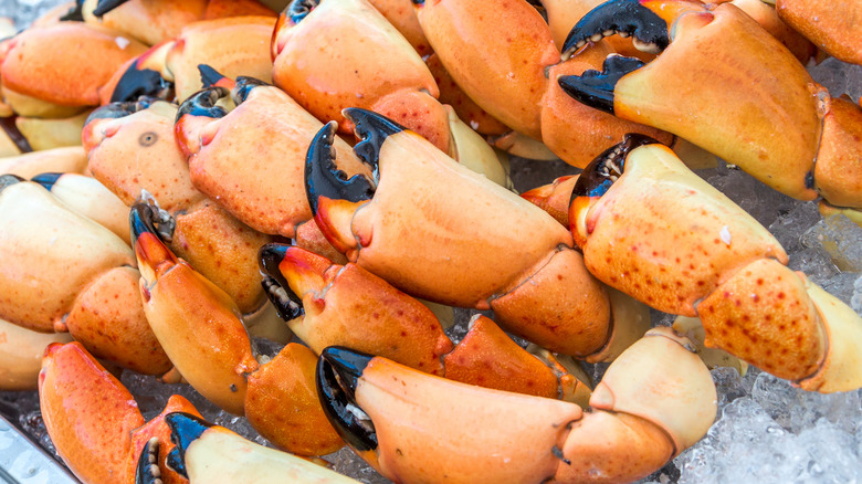 Pile of stone crab claws