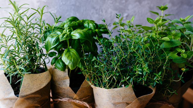 fresh herbs in pots