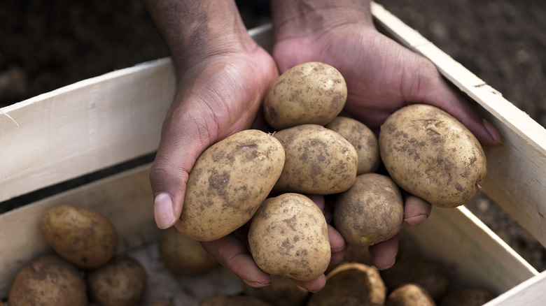 Hands holding potatoes