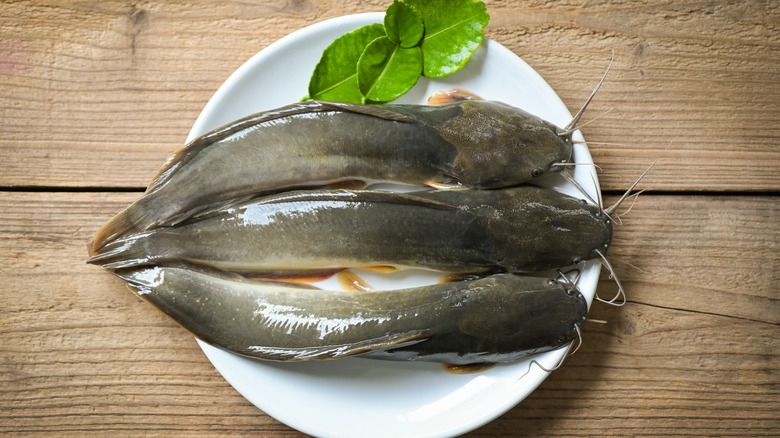 Catfish on a white plate