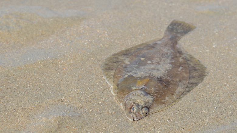 Flounder on the seashore