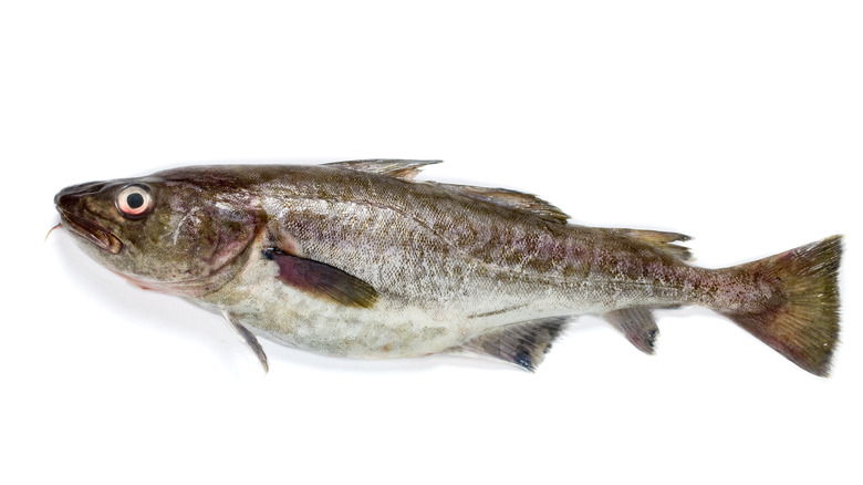 Pacific cod on white background