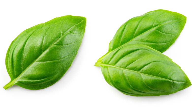 Fresh basil leaves