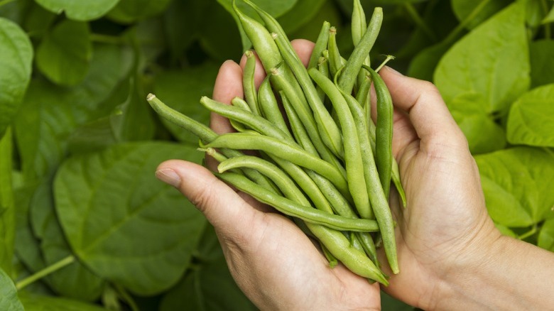 Holding fresh green beans