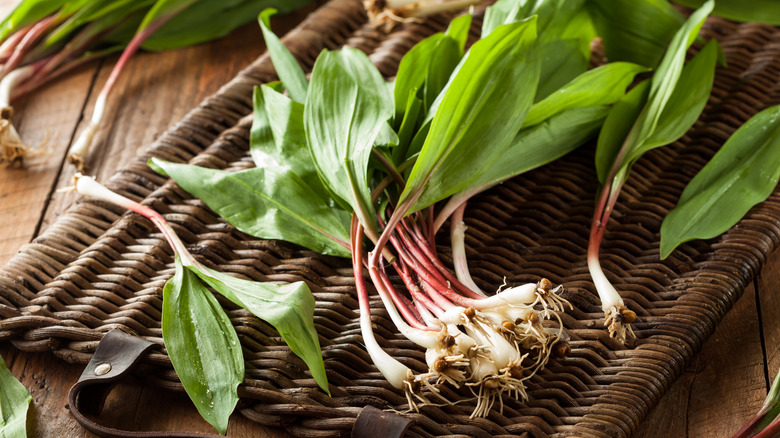 Wild ramps on wicker