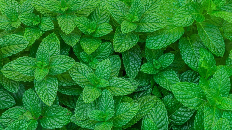 green peppermint plant