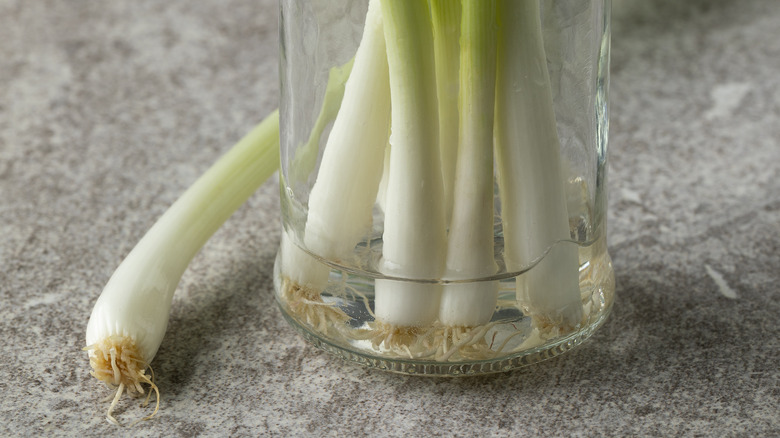 scallion stalks in water