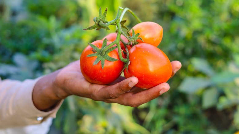 Hands holding tomatoes