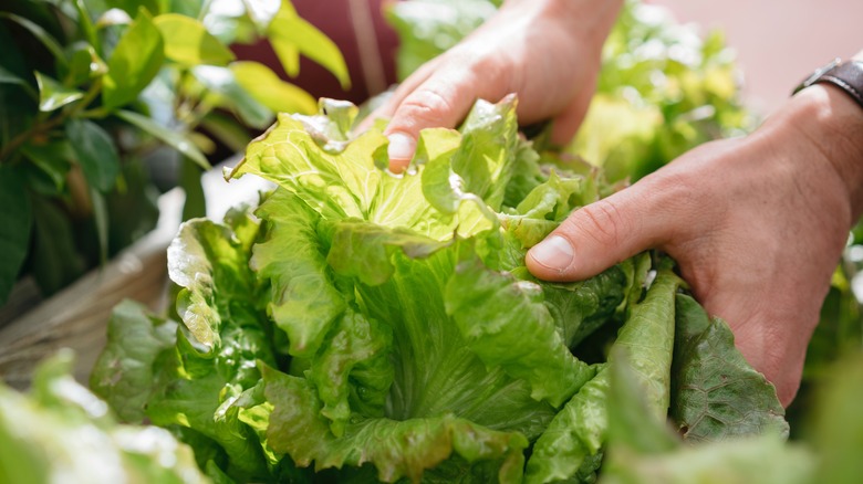 Fresh green lettuce being picked from garden bed