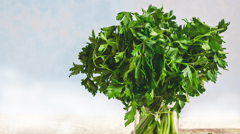 Bunch of fresh green parsley in a jar of water