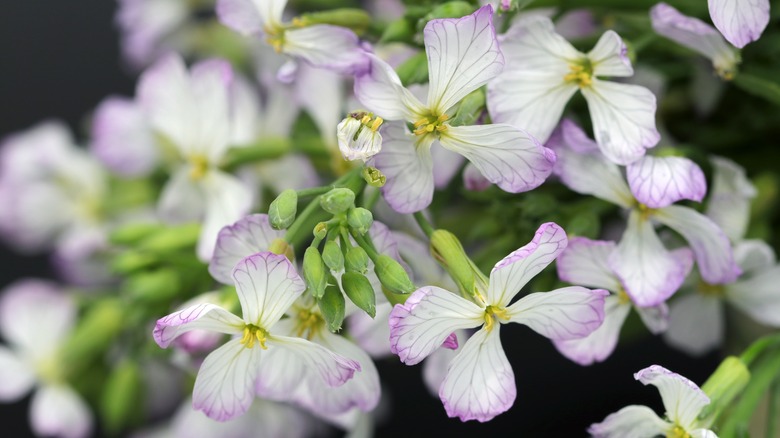 Daikon radish blossoms