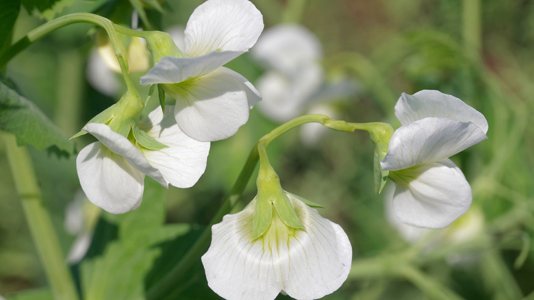 Pisum sativum flower