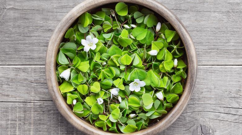 Wood sorrel flowers in bowl