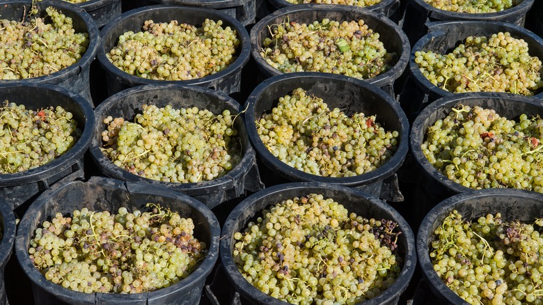 Malvasia grapes in buckets