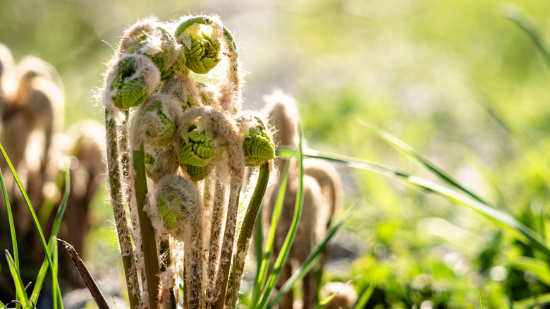 Young fiddleheads unfurling from a fern in spring.