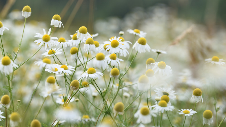 Chamomile flowers growing in a field.